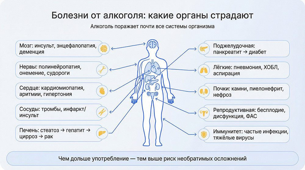 Какие органы страдают от алкоголя