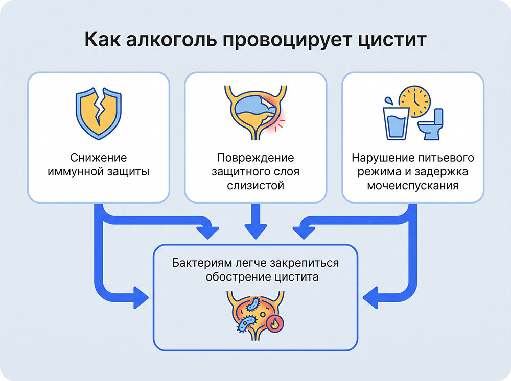 Как алкоголь провоцирует цистит