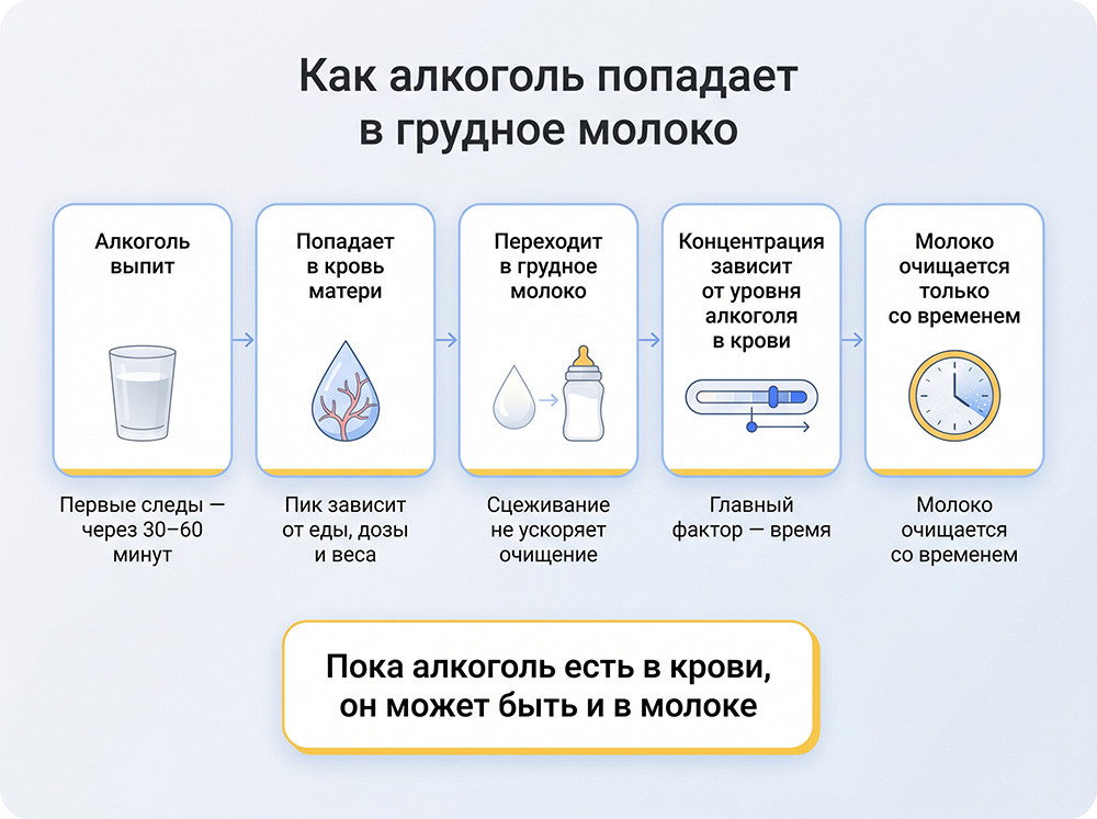 Каким образом алкоголь попадает в грудное молоко матери
