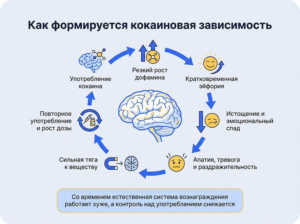 Как формируется кокаиновая зависимость